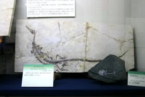 展示されている化石の一部
