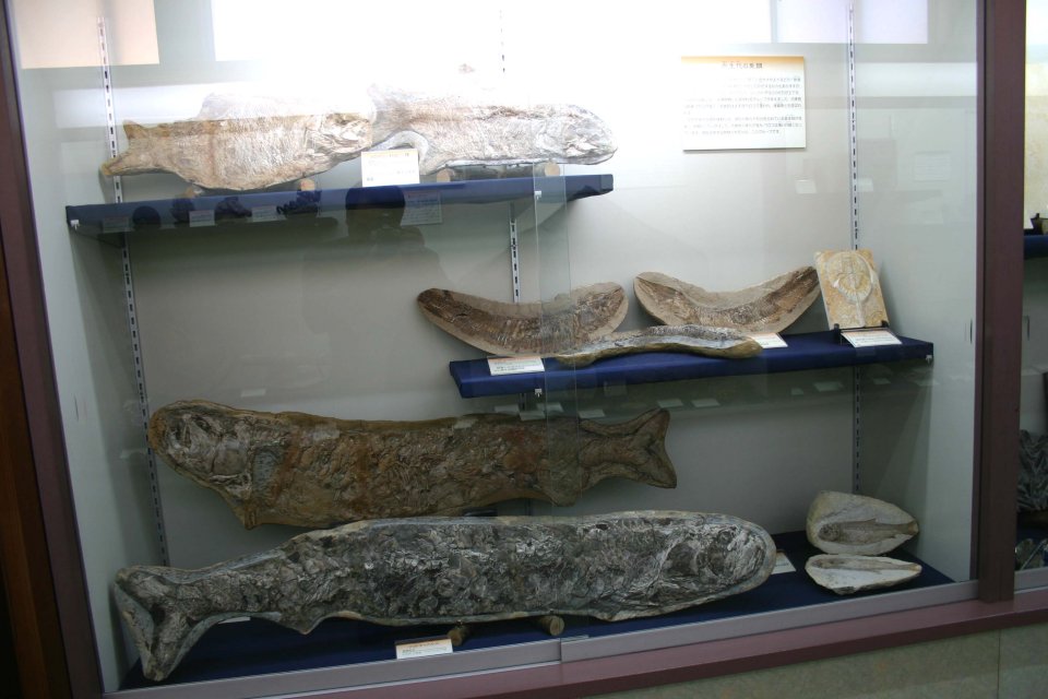 展示されている化石の一部